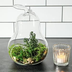 Richland Pear Terrarium