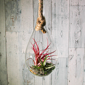 Richland Hanging Teardrop Terrarium with Rope 6" x 11"