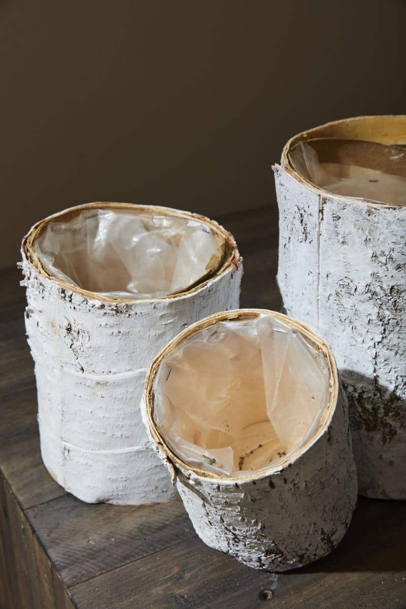 Whitewashed Birch Bark Vase 4.75x6