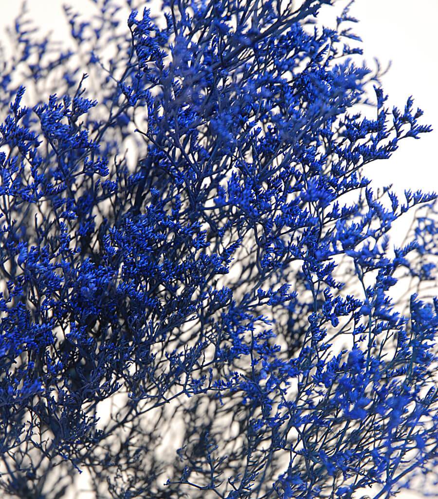 preserved dyed caspia 8 oz cobalt blue