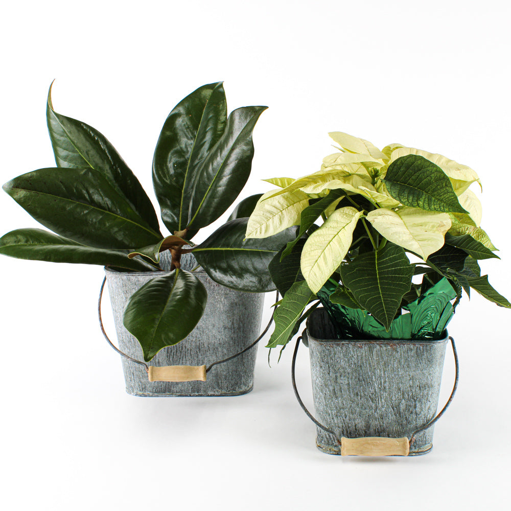 flower shop buckets 6 5 5 square set of two