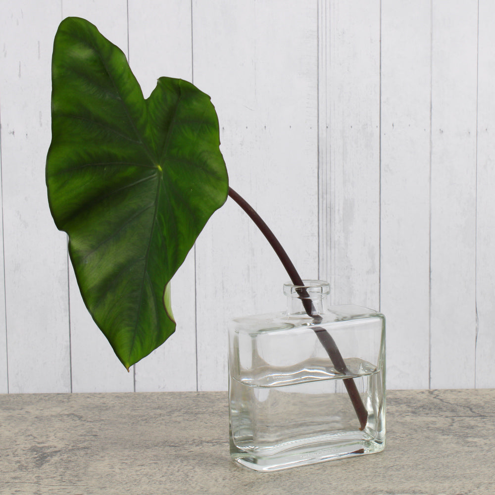 Clear Glass Matic 8.5 ounce Bottles Set of 12