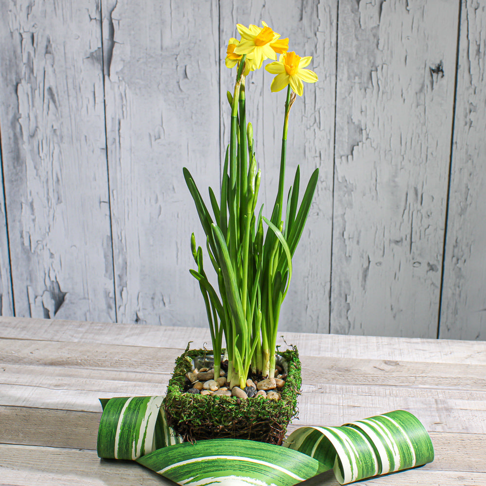 Moss and Wicker Square Pot 5in