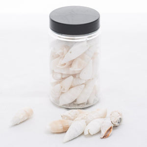 richland conch vase filler set of 24