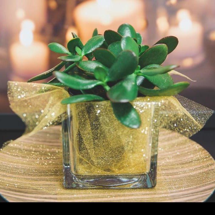Richland Square Glass Cube Vase 4" 