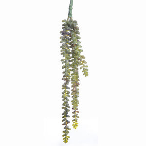 Sedum Bush Pick Green 20"