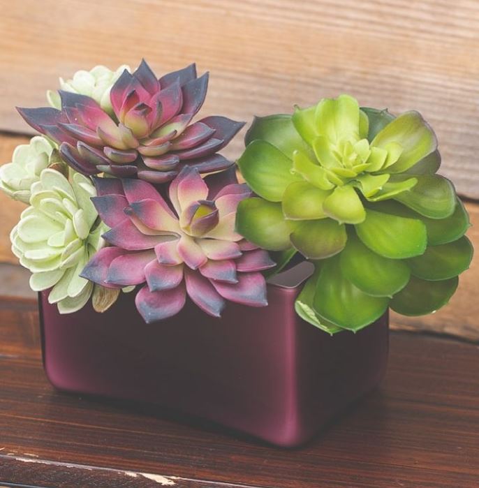 Burgundy & Green Echeveria 4.5" Natural Touch Succulent