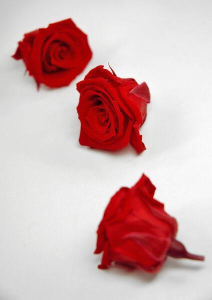 preserved roses red 1in 12 roses