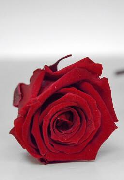 preserved roses 1in burgundy red 15 roses