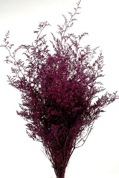 Preserved Dyed Caspia 8 oz.Merlot