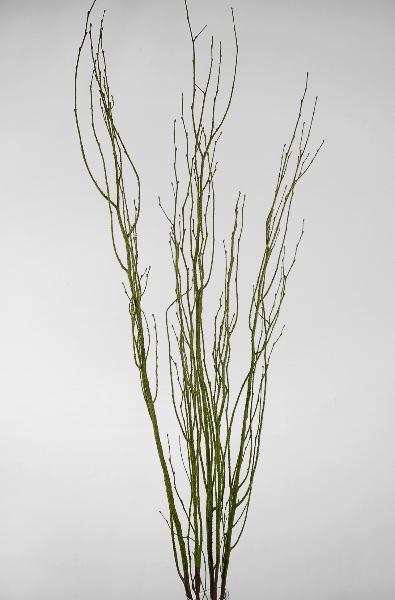 birch tree branches moss coated 4 5 5 branches bunch