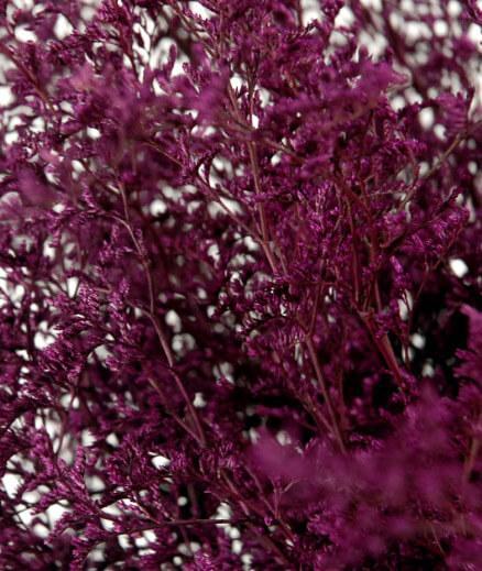 Preserved Dyed Caspia 8 oz.Merlot