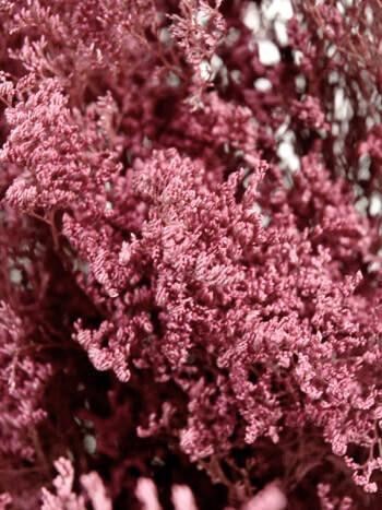preserved dyed caspia 8 oz rose 18in