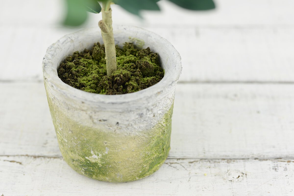 Mini Olive Tree 12in