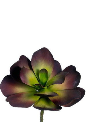 Kalanchoe Green and Burgundy Succulent 12in Natural Touch