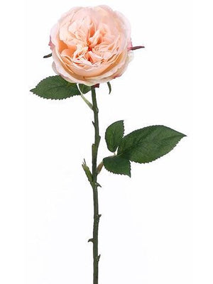 12 long stem peach roses