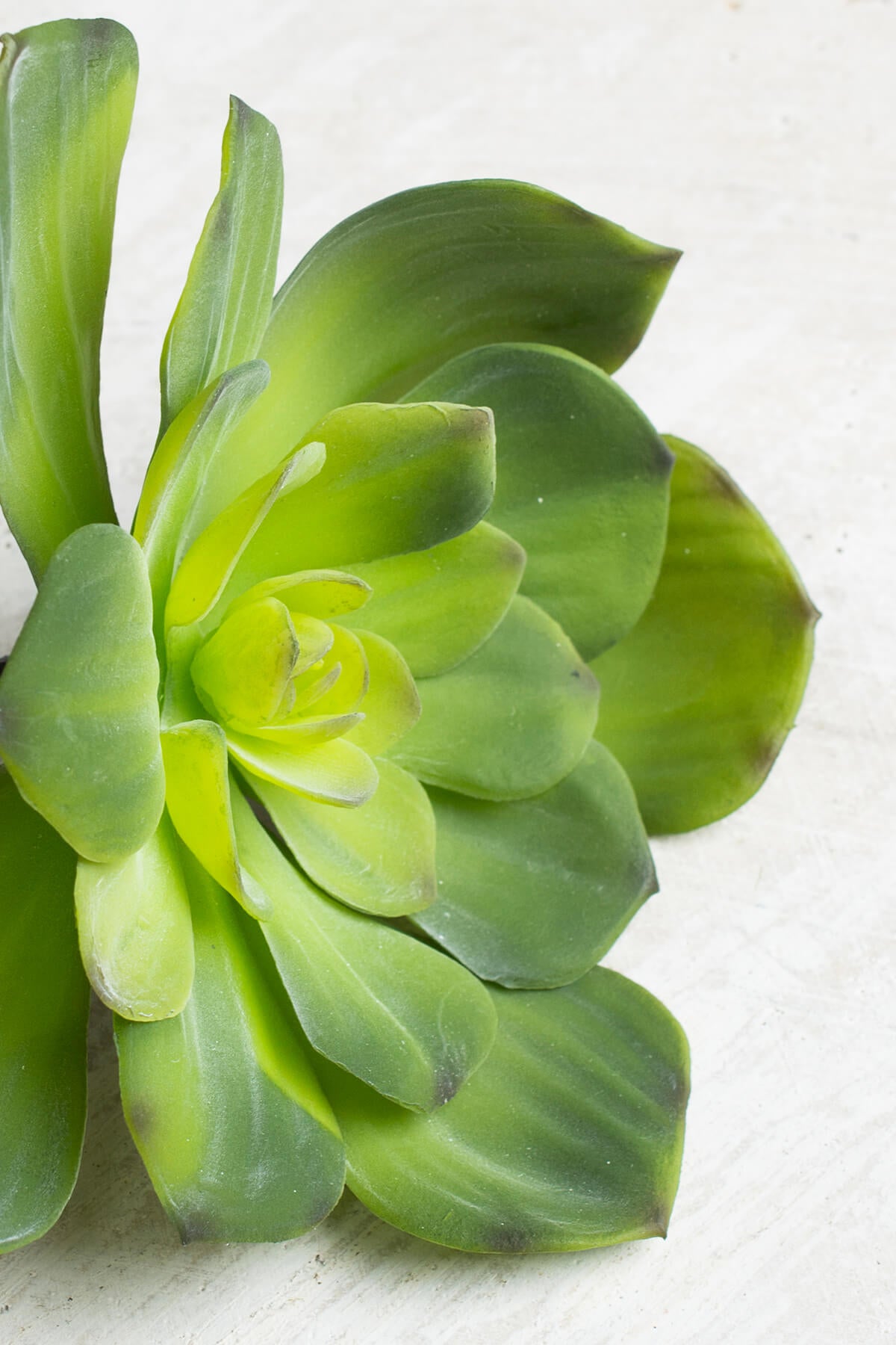 Pick Echeveria 6in Green