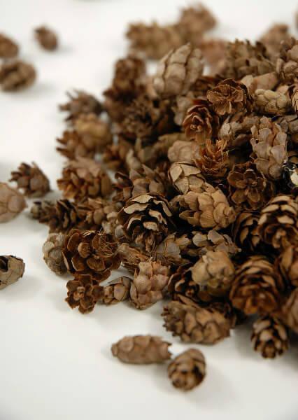 pine cones hemlock 3qrts 1000 cones