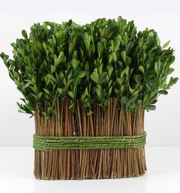 Preserved Boxwood 11" Arrangement
