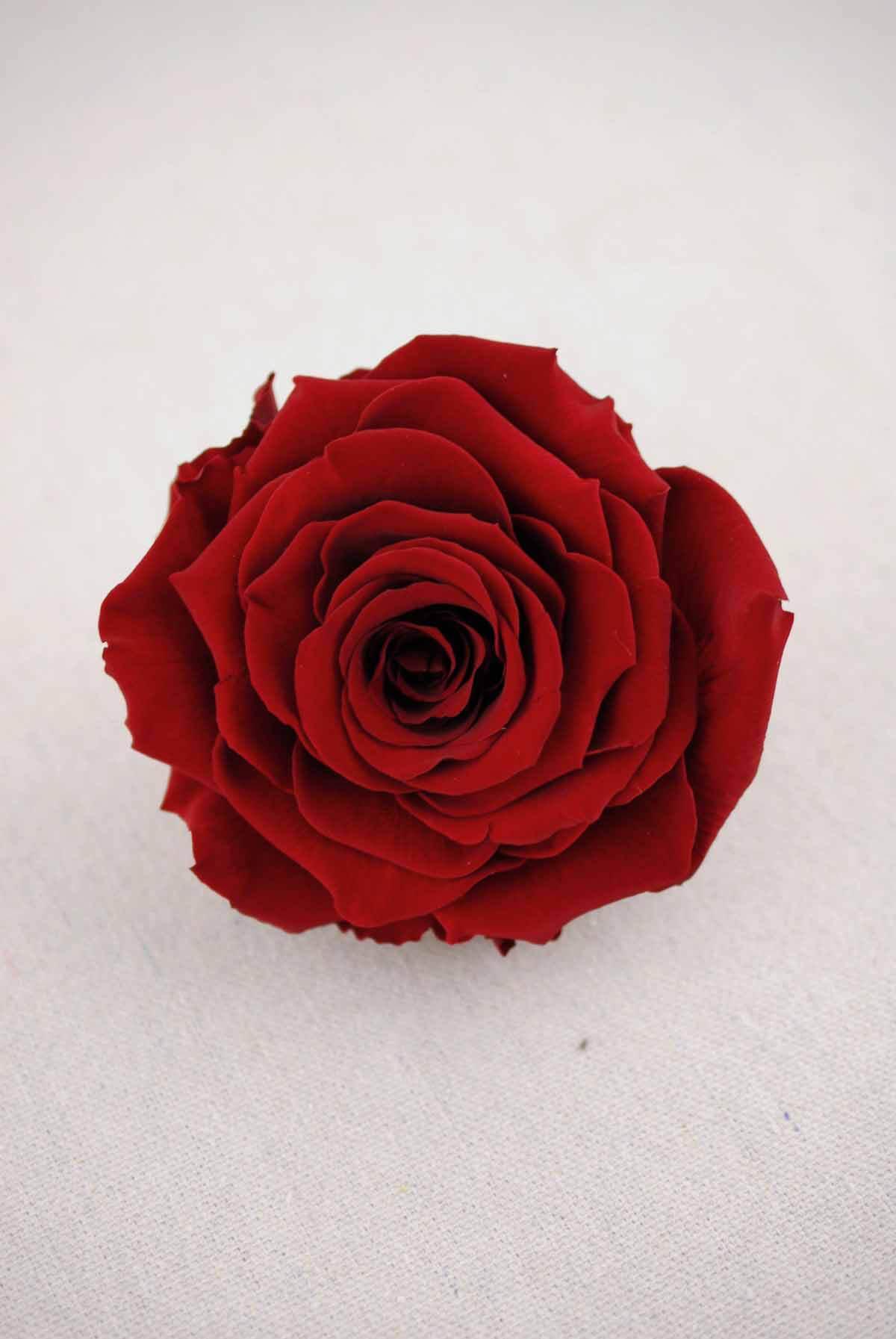 preserved roses 4 burgundy red