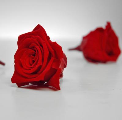 preserved roses red 1in 12 roses