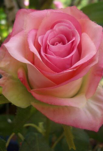 12 Confetti Large Rose Spray Two Tone Pink