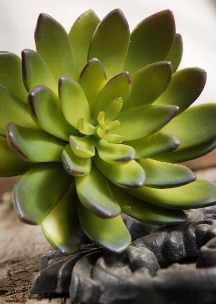 Succulents Echeveria Green & Burgundy 8.5in  Natural Touch