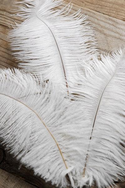 3 white ostrich feathers on wire stem 9in