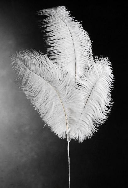 3 White Ostrich Feathers on Wire Stem 9in